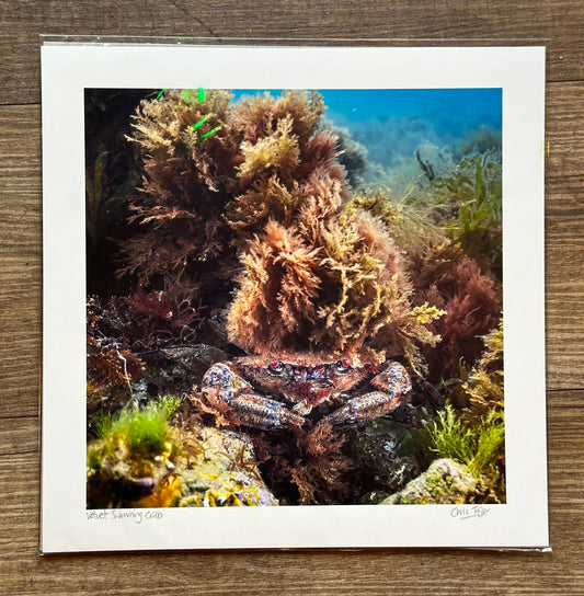 Life on the reef photographic prints - underwater giclee prints